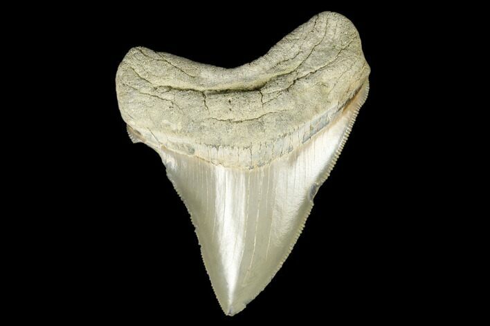 Serrated, Fossil Megalodon Tooth - Aurora, North Carolina #176579